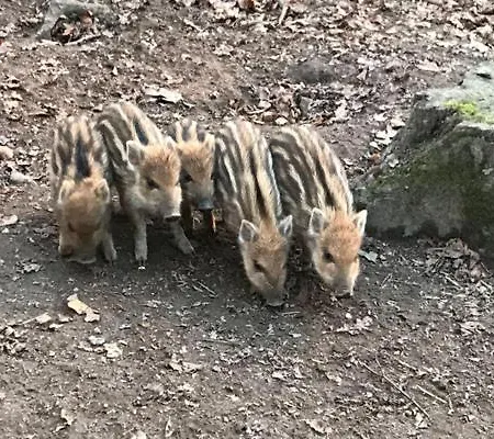 Lutte Schwedenhuus In 度假居 *